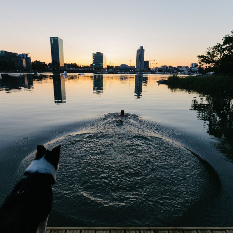 The dog looks at the pier while the man is swimming at sunset.