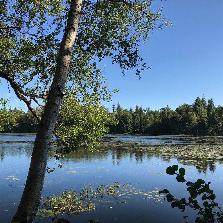 Sunny Gallräsk lake