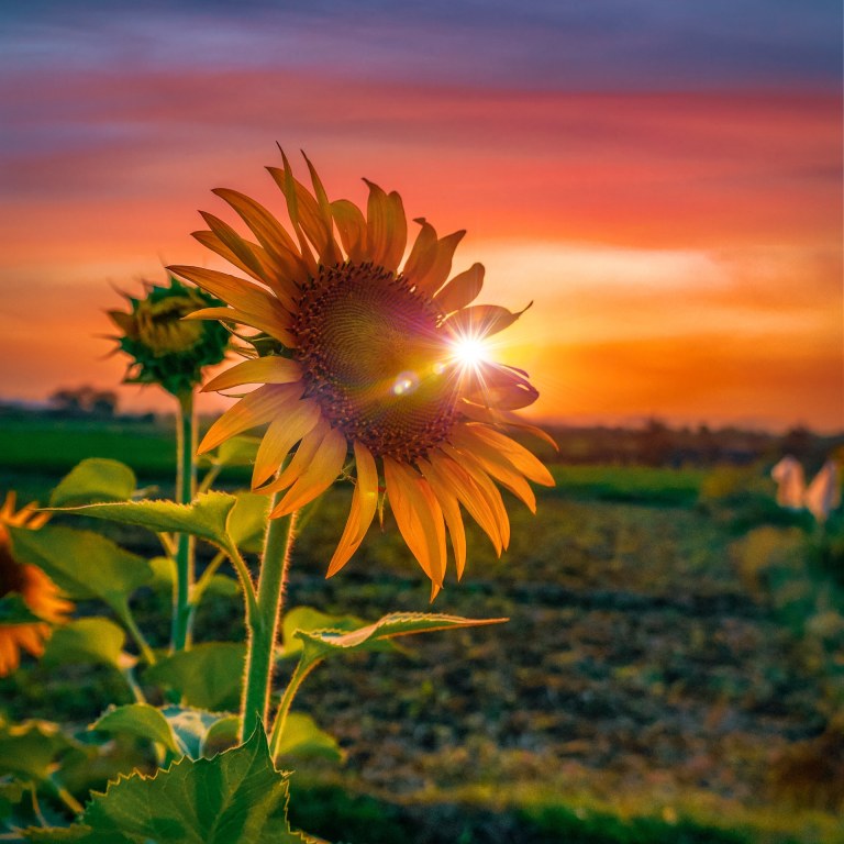 Yellow sunflower at sun set