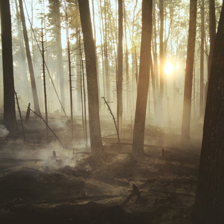 A smoldering forest at dawn after a wildfire.