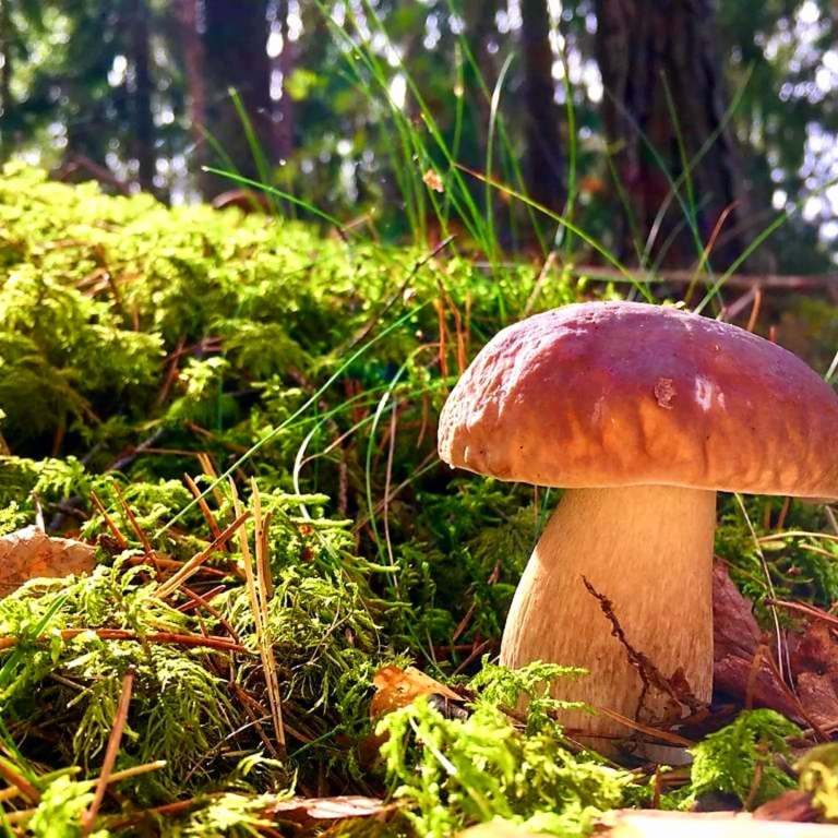 Mushroom Foraging in Nuuksio