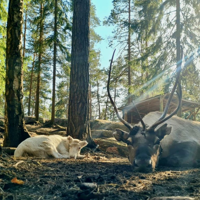 Two reindeers lying down in Nuuksio Reindeer Park.