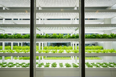 Laboratory green house with rows of green vegetables.