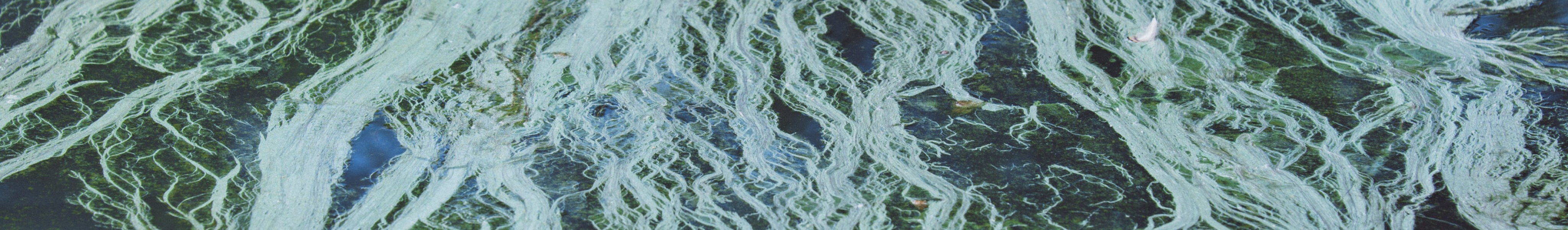 Algae streams in the ocean