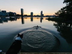 The dog looks at the pier while the man is swimming at sunset.